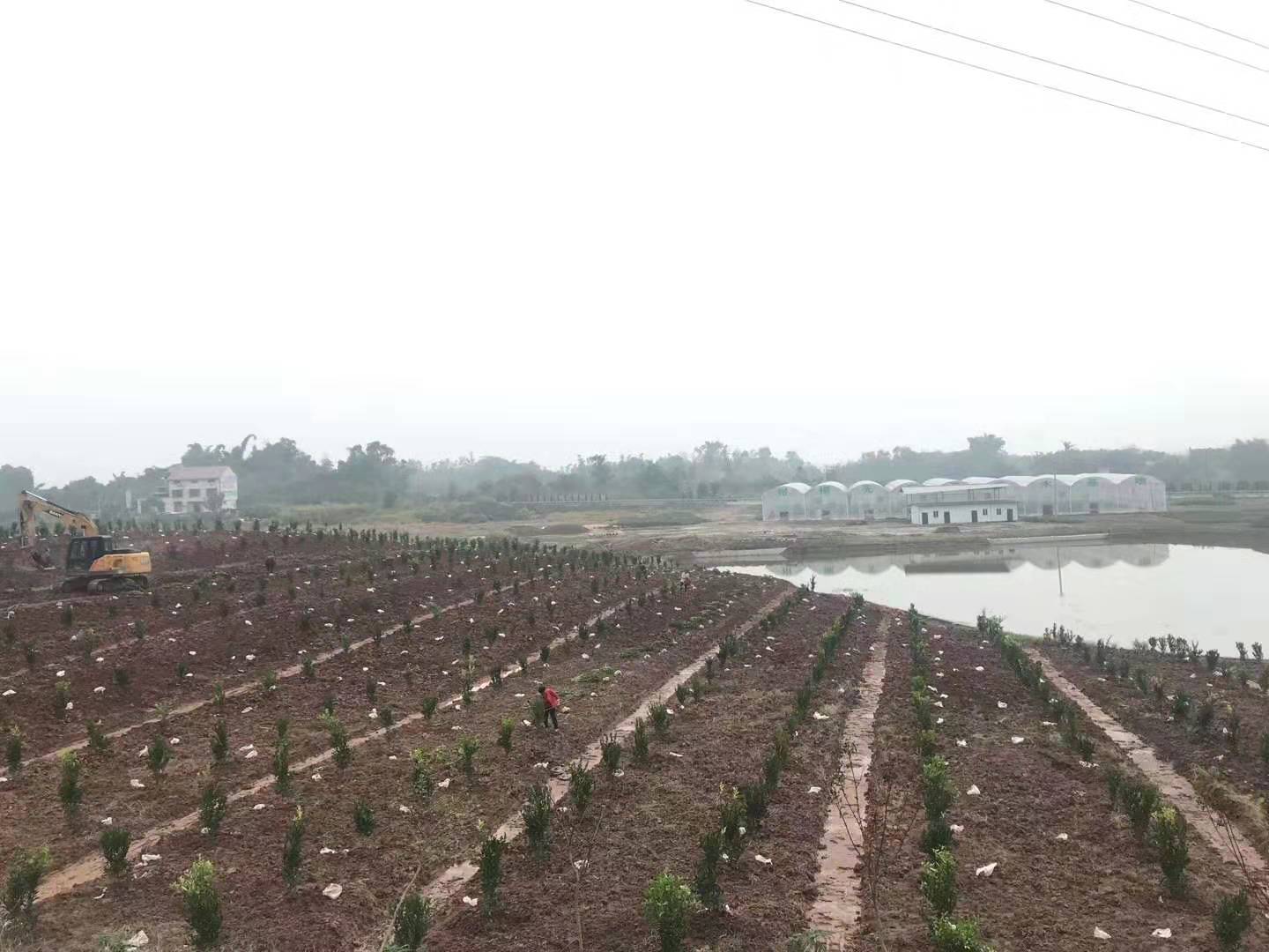 湖南樹人農林科技有限公司,湖南柑橘品種銷售,中國果樹網,常綠果樹類哪里好