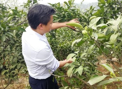 湖南樹人農林科技有限公司,湖南柑橘品種銷售,中國果樹網,常綠果樹類哪里好