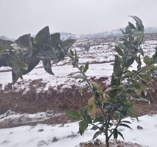 湖南樹人農林科技有限公司,湖南柑橘品種銷售,中國果樹網,常綠果樹類哪里好