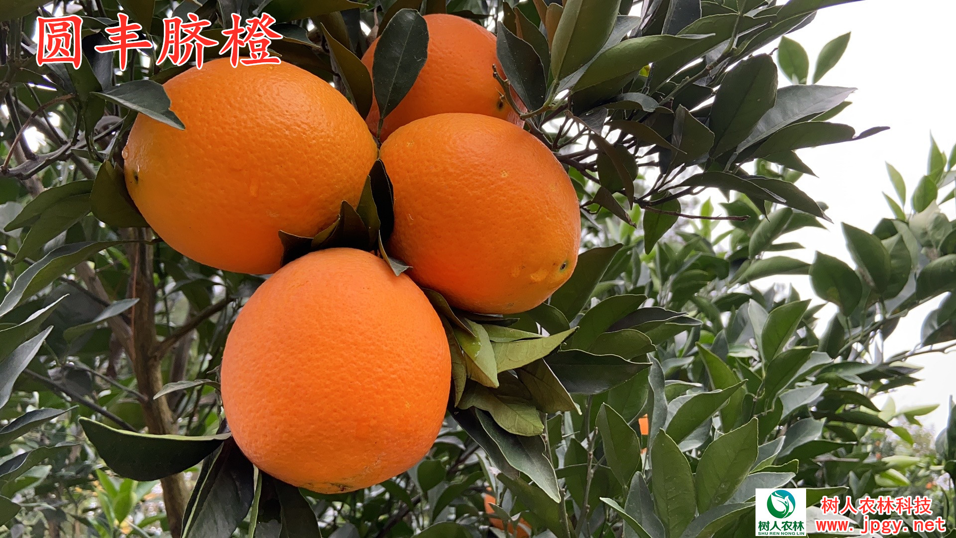 湖南樹人農林科技有限公司,湖南柑橘品種銷售,中國果樹網,常綠果樹類哪里好