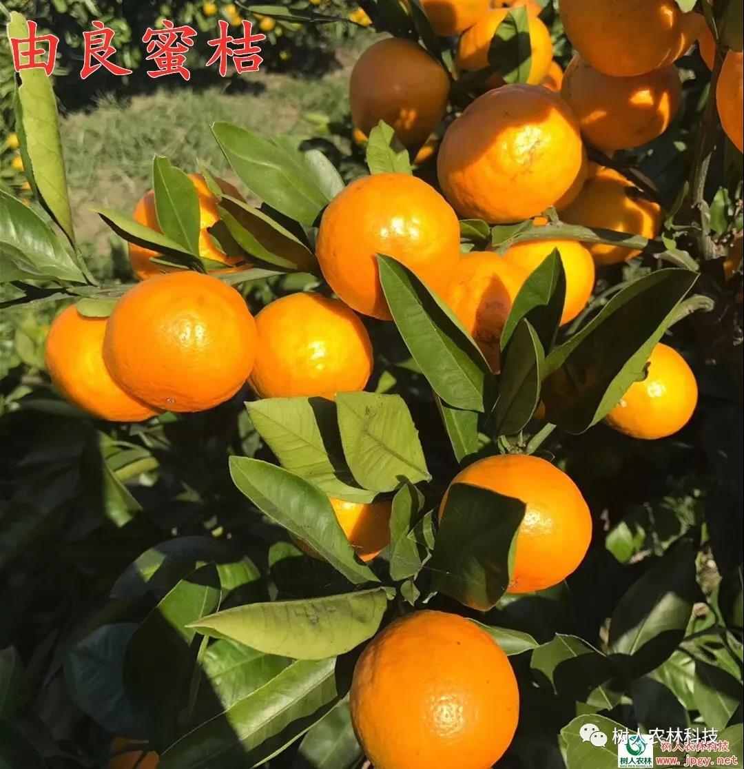 湖南樹人農林科技有限公司,湖南柑橘品種銷售,中國果樹網,常綠果樹類哪里好