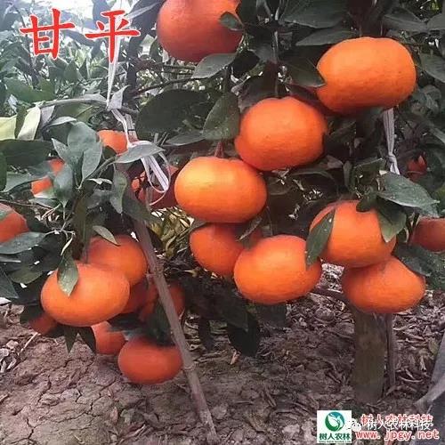 湖南樹人農林科技有限公司,湖南柑橘品種銷售,中國果樹網,常綠果樹類哪里好