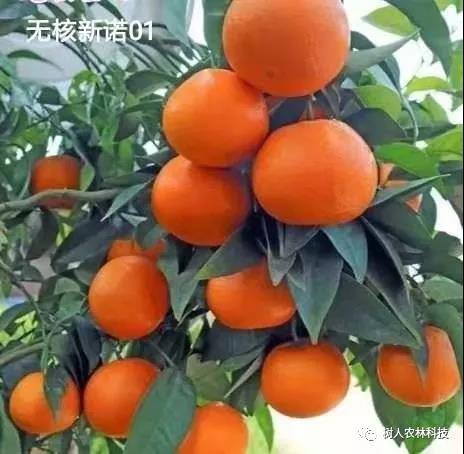 湖南樹人農林科技有限公司,湖南柑橘品種銷售,中國果樹網,常綠果樹類哪里好