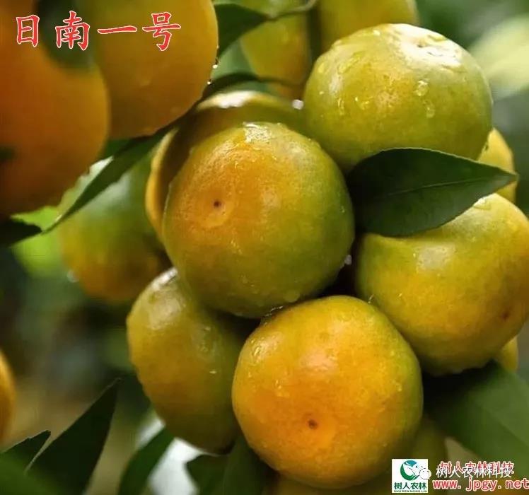 湖南樹人農林科技有限公司,湖南柑橘品種銷售,中國果樹網,常綠果樹類哪里好