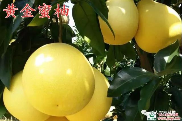 湖南樹人農林科技有限公司,湖南柑橘品種銷售,中國果樹網,常綠果樹類哪里好