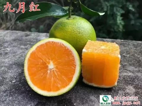 湖南樹人農林科技有限公司,湖南柑橘品種銷售,中國果樹網,常綠果樹類哪里好