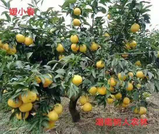 湖南樹人農林科技有限公司,湖南柑橘品種銷售,中國果樹網,常綠果樹類哪里好