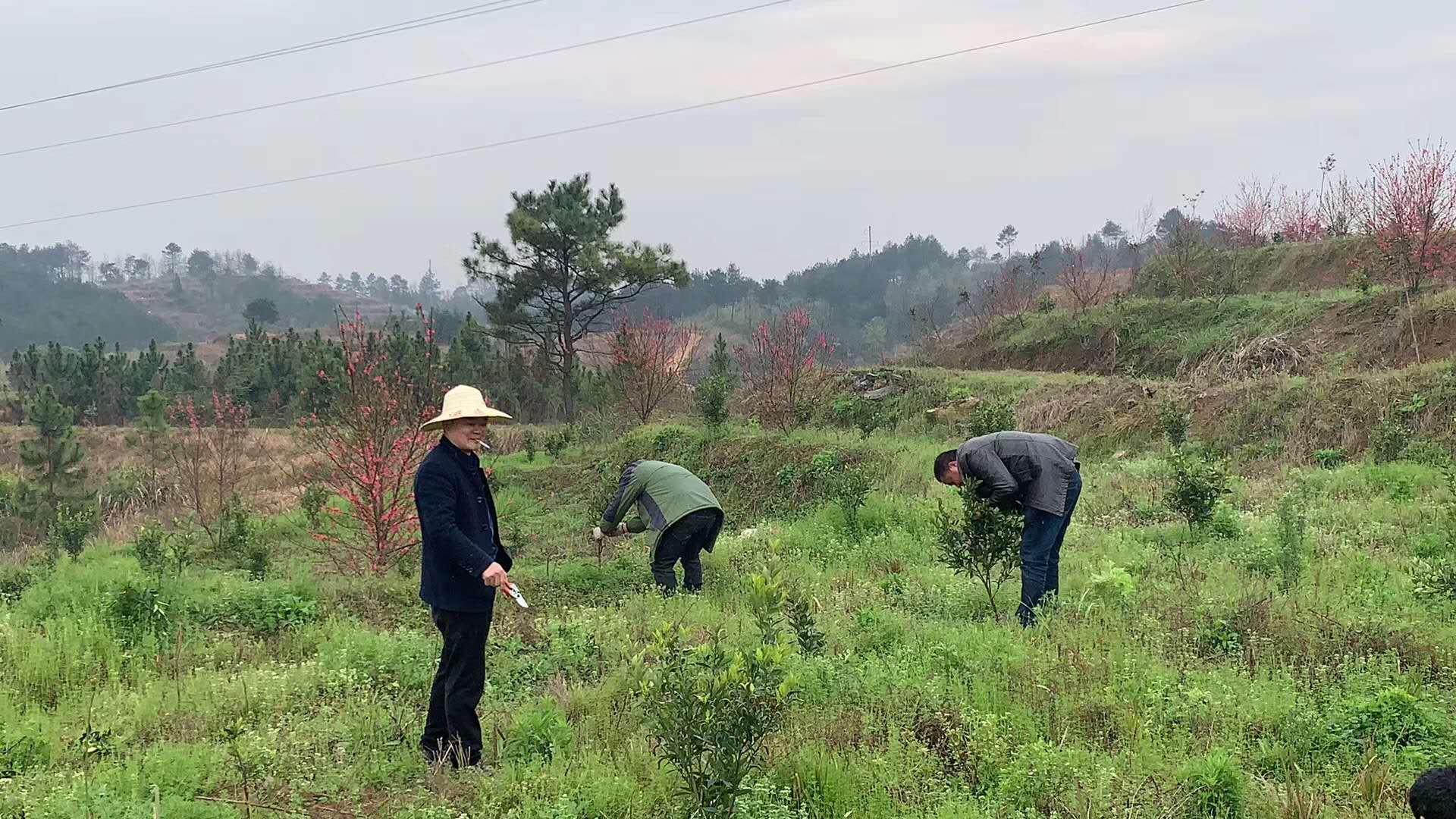 湖南樹人農林科技有限公司,湖南柑橘品種銷售,中國果樹網,常綠果樹類哪里好