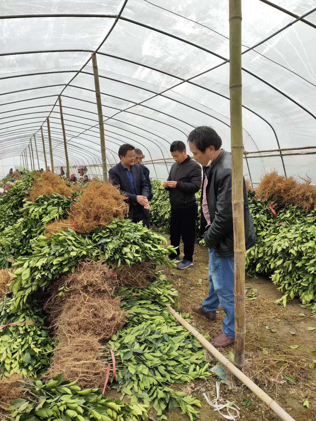 湖南樹人農(nóng)林科技有限公司,湖南柑橘品種銷售,中國果樹網(wǎng),常綠果樹類哪里好