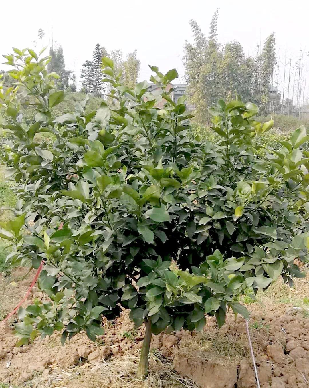 特種栽培技術(shù)