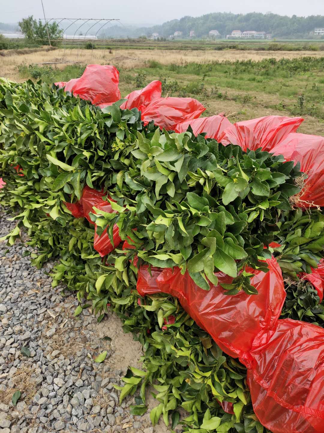 特種栽培技術(shù)