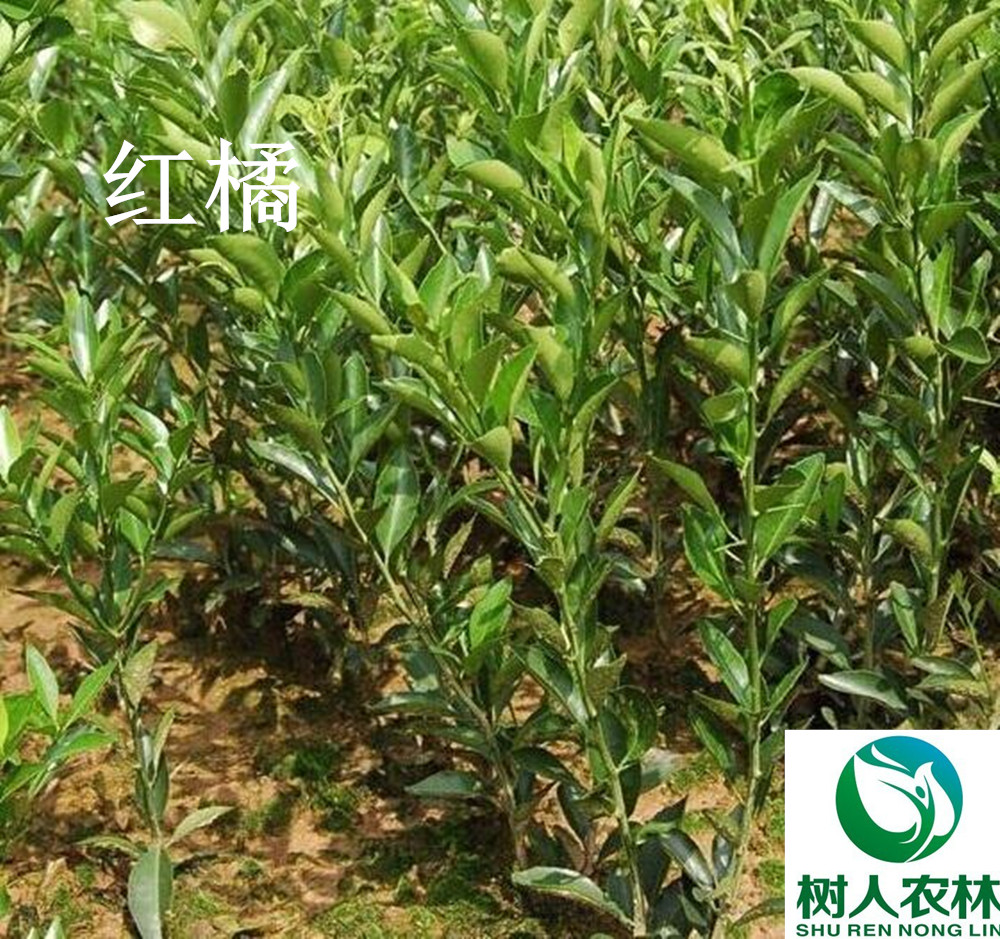 湖南樹人農(nóng)林科技有限公司,湖南柑橘品種銷售,中國果樹網(wǎng),常綠果樹類哪里好