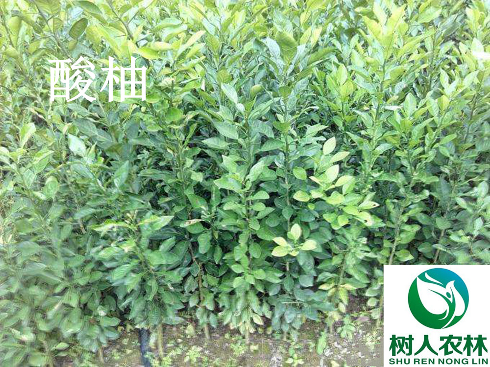 湖南樹人農(nóng)林科技有限公司,湖南柑橘品種銷售,中國果樹網(wǎng),常綠果樹類哪里好