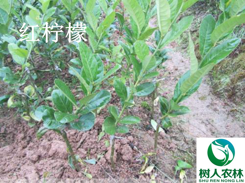 湖南樹人農(nóng)林科技有限公司,湖南柑橘品種銷售,中國果樹網(wǎng),常綠果樹類哪里好