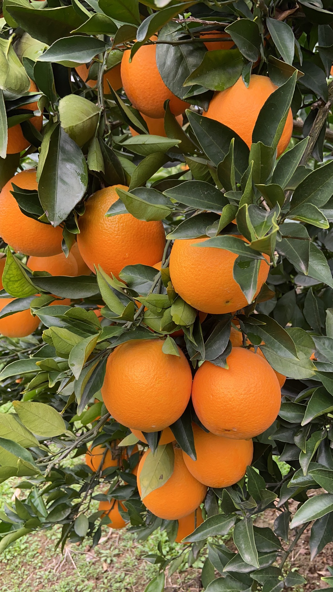 湖南樹人農林科技有限公司,湖南柑橘品種銷售,中國果樹網,常綠果樹類哪里好