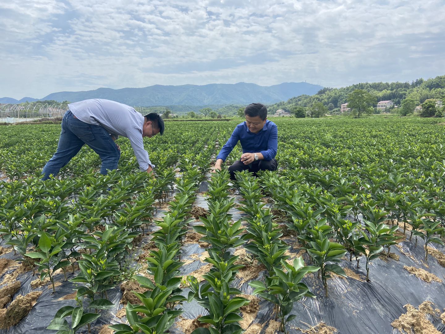 湖南樹人農林科技有限公司,湖南柑橘品種銷售,中國果樹網,常綠果樹類哪里好