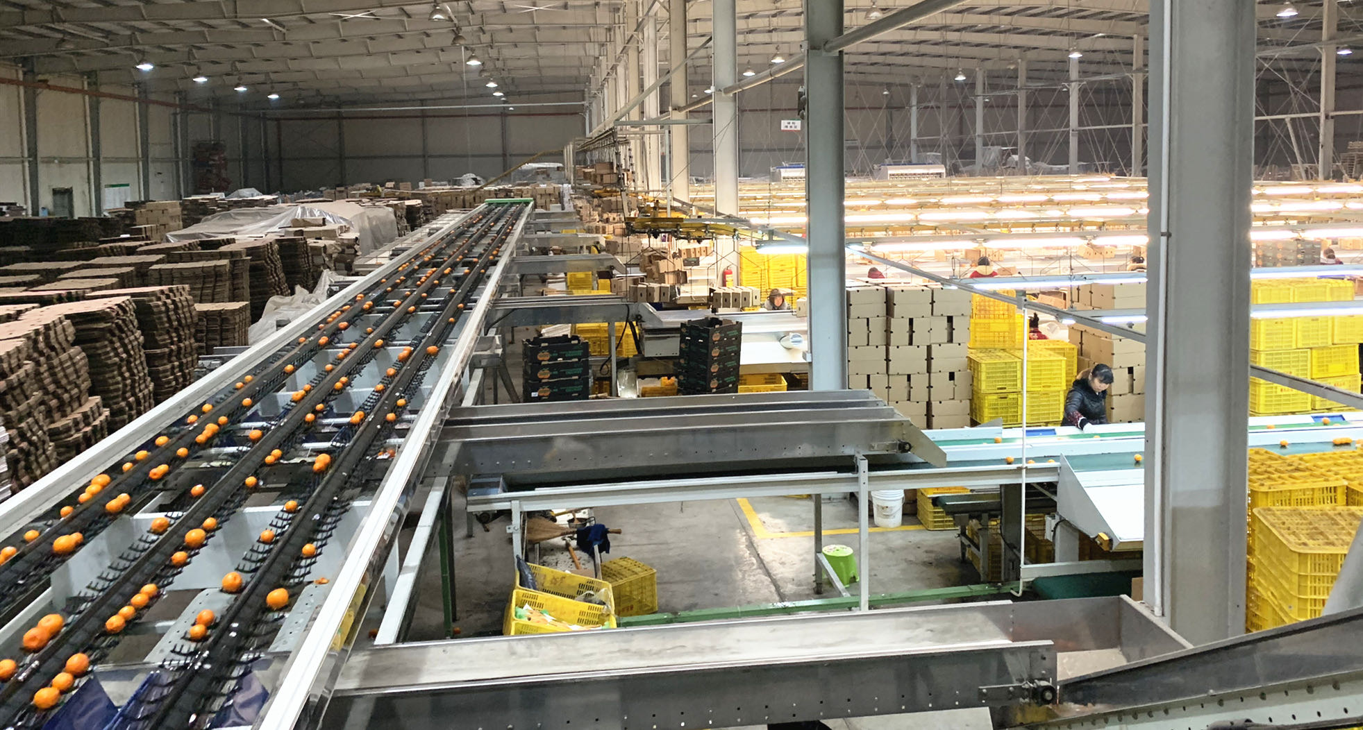 湖南樹人農林科技有限公司,湖南柑橘品種銷售,中國果樹網,常綠果樹類哪里好