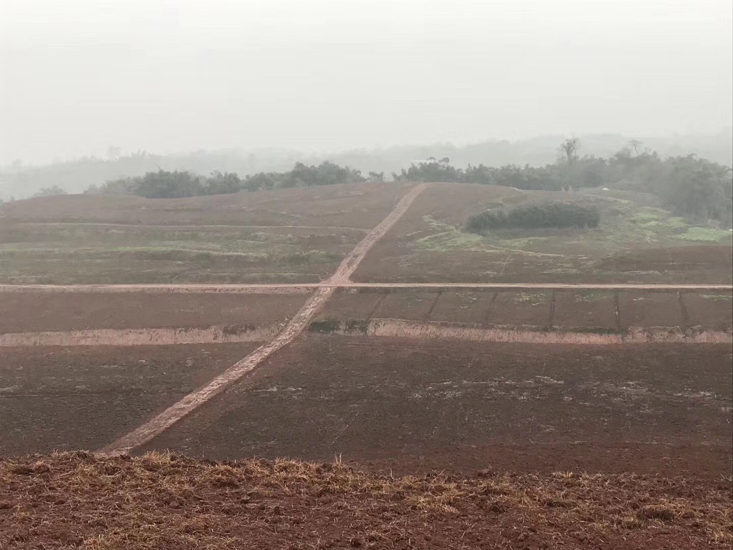 湖南樹人農林科技有限公司,湖南柑橘品種銷售,中國果樹網,常綠果樹類哪里好