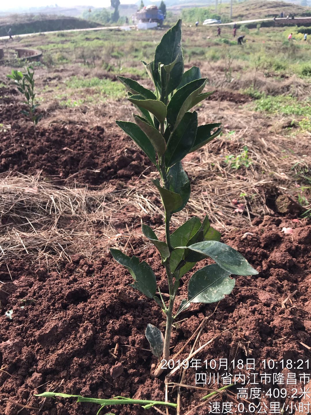 湖南樹人農林科技有限公司,湖南柑橘品種銷售,中國果樹網,常綠果樹類哪里好