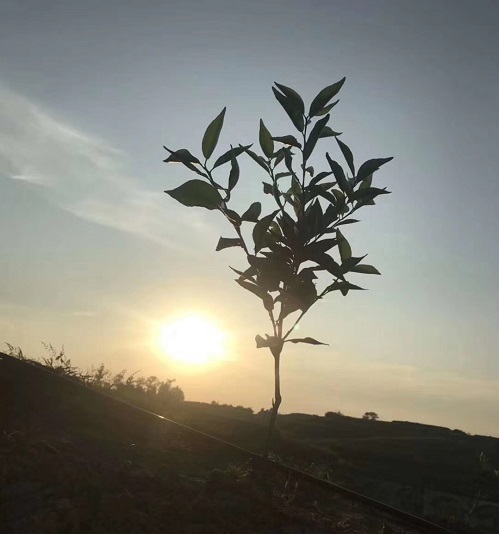 湖南樹人農林科技有限公司,湖南柑橘品種銷售,中國果樹網,常綠果樹類哪里好