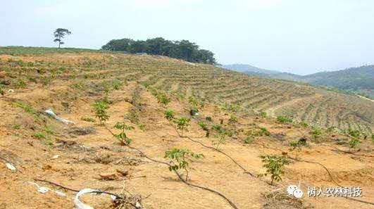 湖南樹人農林科技有限公司,湖南柑橘品種銷售,中國果樹網,常綠果樹類哪里好