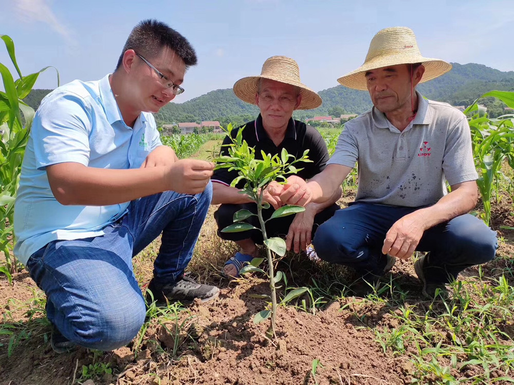 湖南樹人農林科技有限公司,湖南柑橘品種銷售,中國果樹網,常綠果樹類哪里好