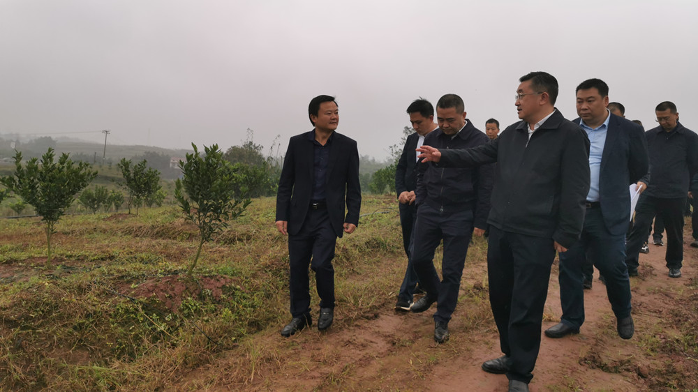 湖南樹人農(nóng)林科技有限公司,湖南柑橘品種銷售,中國果樹網(wǎng),常綠果樹類哪里好