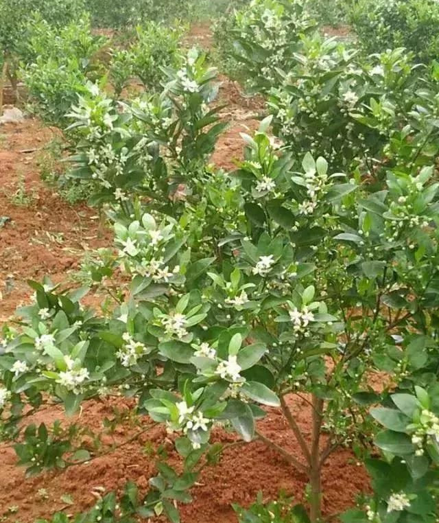 湖南樹人農(nóng)林科技有限公司,湖南柑橘品種銷售,中國果樹網(wǎng),常綠果樹類哪里好