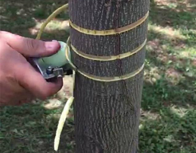 湖南樹人農(nóng)林科技有限公司,湖南柑橘品種銷售,中國果樹網(wǎng),常綠果樹類哪里好