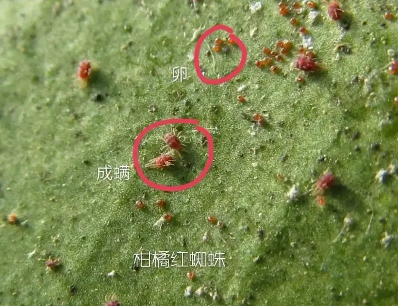 湖南樹人農(nóng)林科技有限公司,湖南柑橘品種銷售,中國果樹網(wǎng),常綠果樹類哪里好