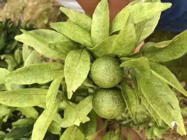 湖南樹人農(nóng)林科技有限公司,湖南柑橘品種銷售,中國果樹網(wǎng),常綠果樹類哪里好