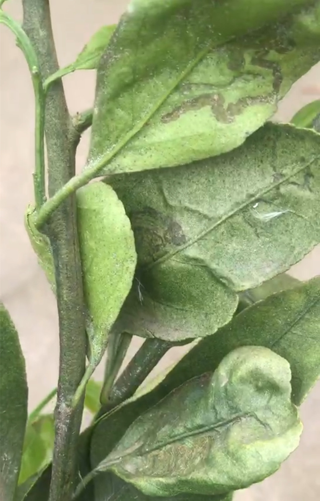 湖南樹人農(nóng)林科技有限公司,湖南柑橘品種銷售,中國果樹網(wǎng),常綠果樹類哪里好