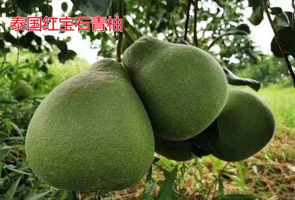 湖南樹人農林科技有限公司,湖南柑橘品種銷售,中國果樹網,常綠果樹類哪里好